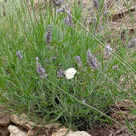 Alegria